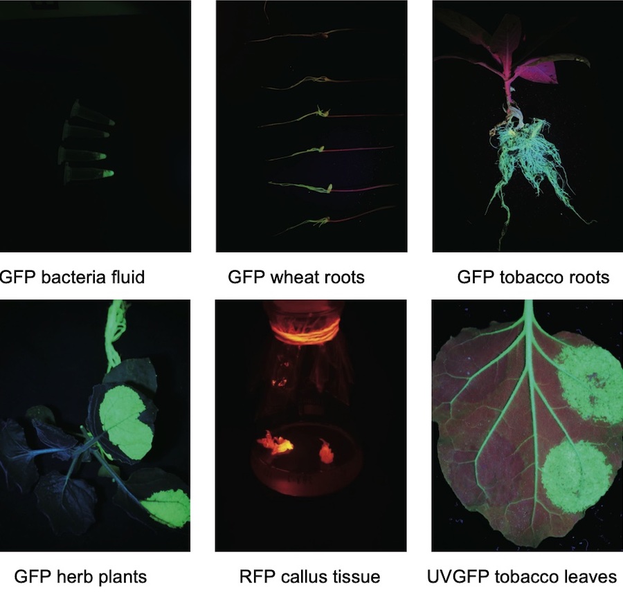 fluorescent protein expression detected with fluorescence flashlight LUYOR-3280
