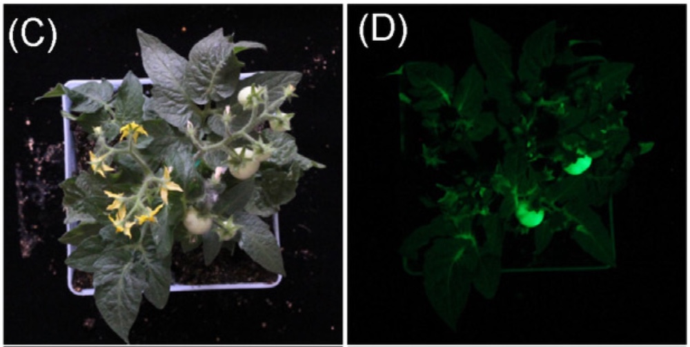 Detection of EGFP Fluorescence in Transgenic Tomatoes