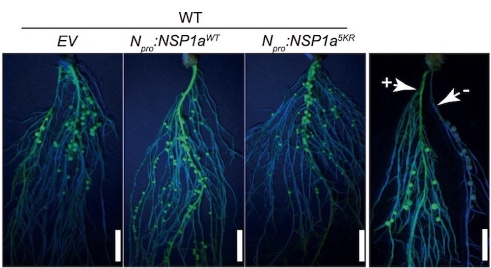 Screening Transgenic Hairy Roots Using LUYOR-3415RG