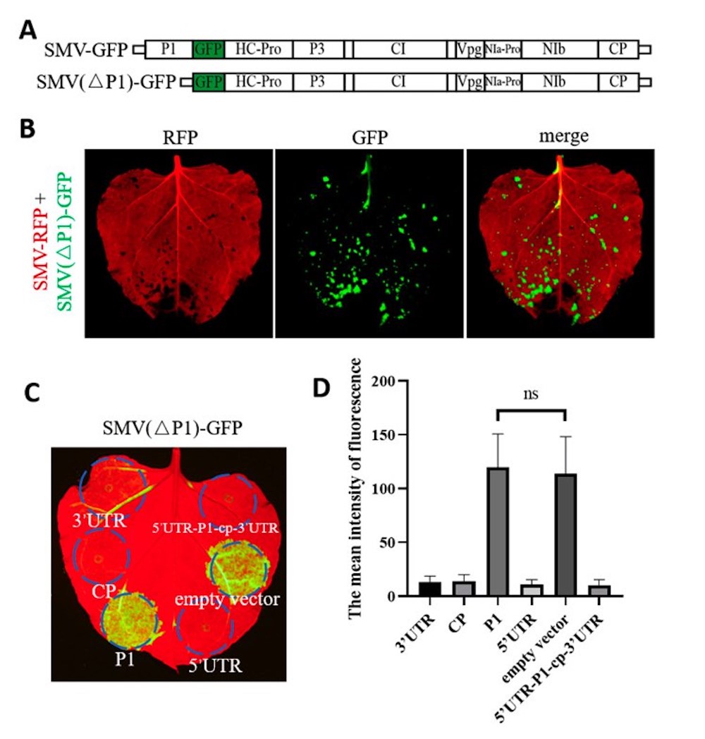 gfp and rfp fluorescence in leaves