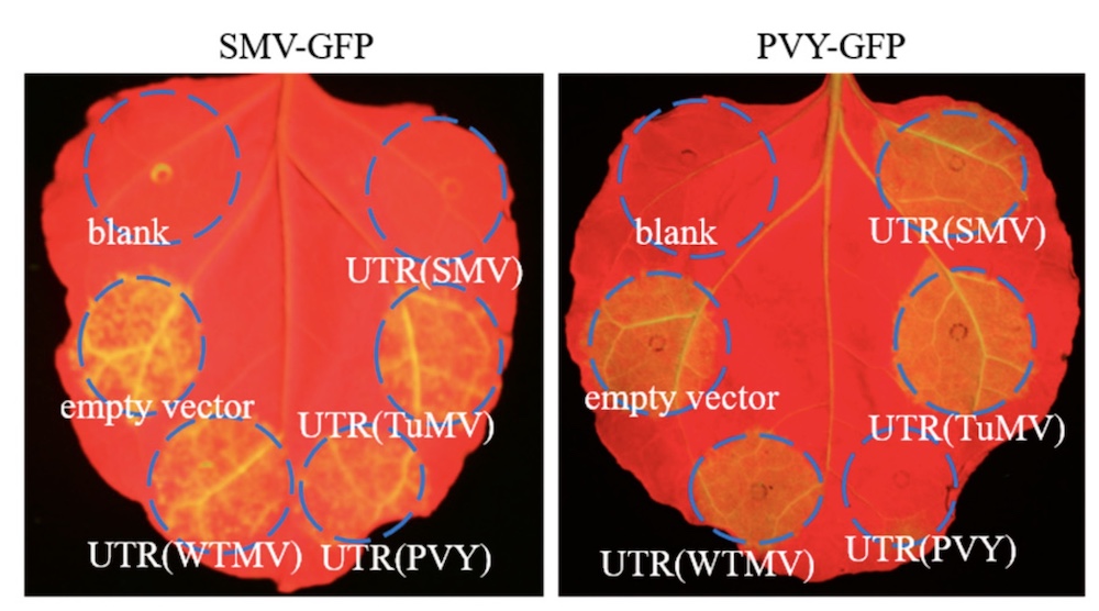 Visualizing GFP and RFP in Agroinfiltrated Leaves with LUYOR-3415RG