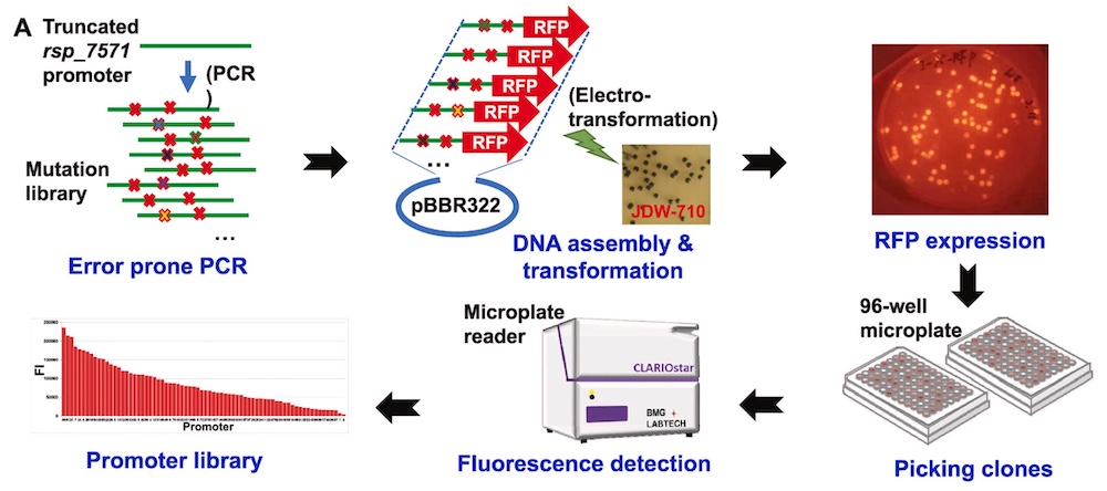 Rapid RFP Screening in Microbial Transformants