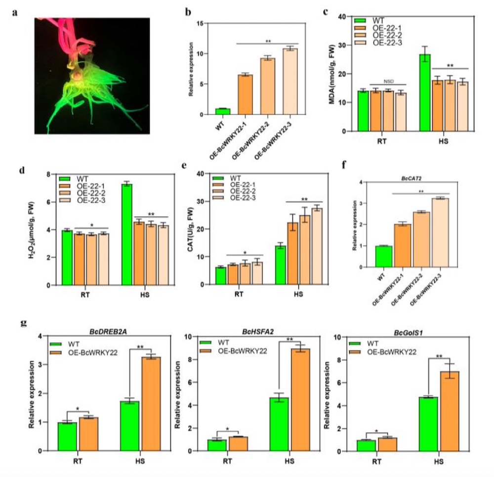GFP fluorescence in nhcc roots captured by luyor-3415rg