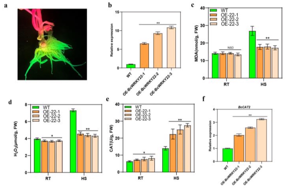 GFP Fluorescence Screening in Transgenic Roots with LUYOR-3415RG