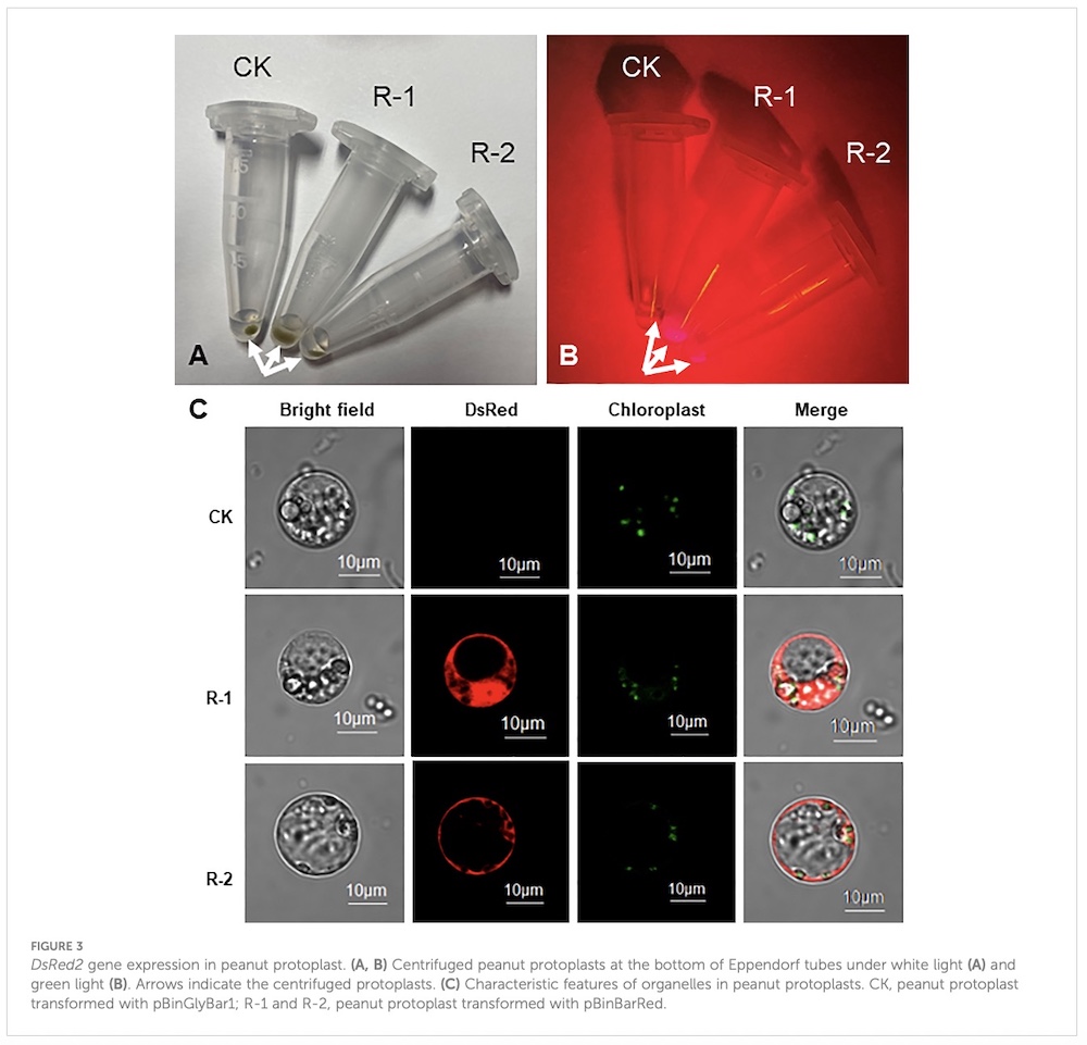 DsRed2 expression in peanut protoplast