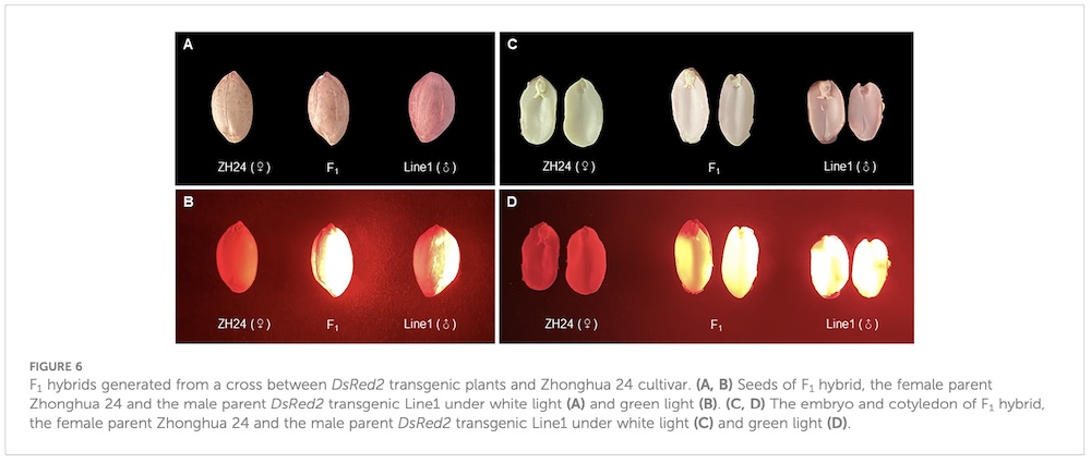 DsRed2 expression in peanut seeds