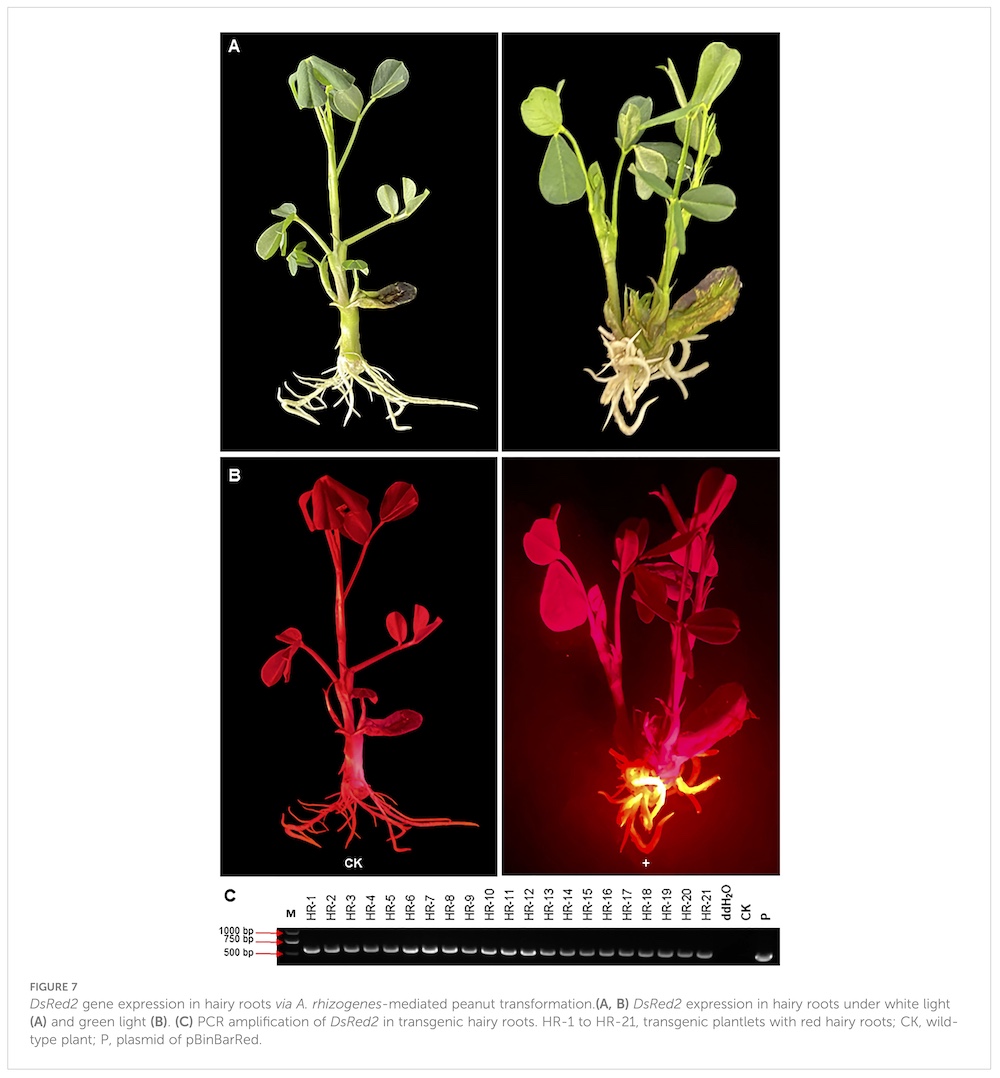 DsRed2 expression in peanut hairy roots