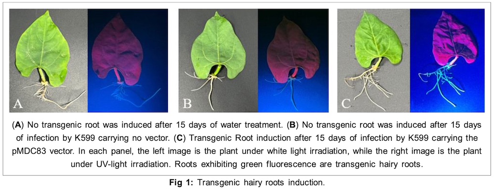 transgenic hairy roots under fluorescent protein excitation lamp LUYOR-3415RG