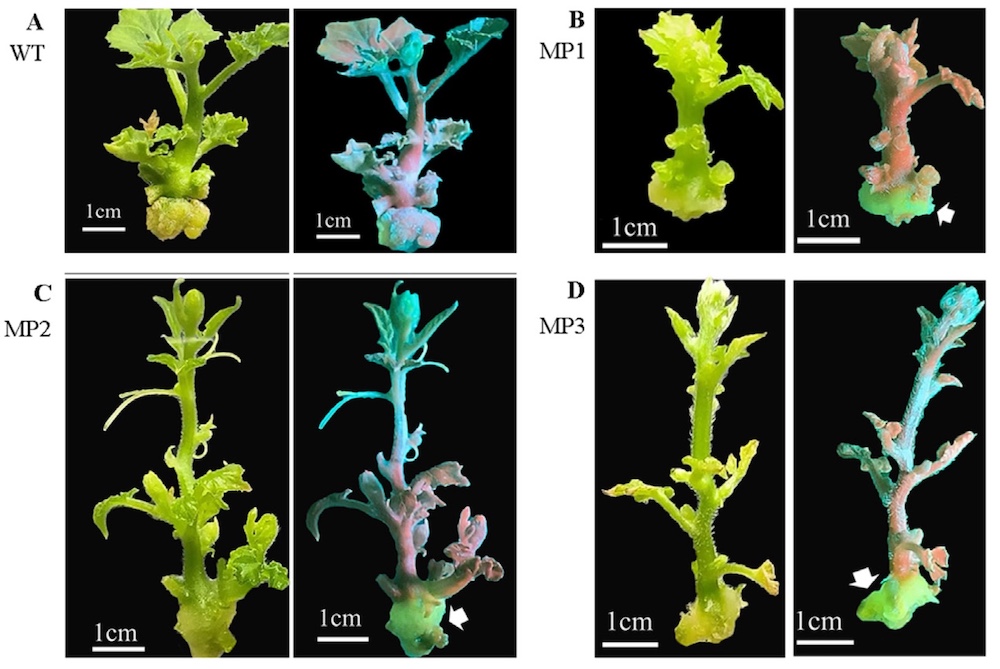 LUYOR-3415RG Enables Rapid Identification of Transgenic Watermelon Buds