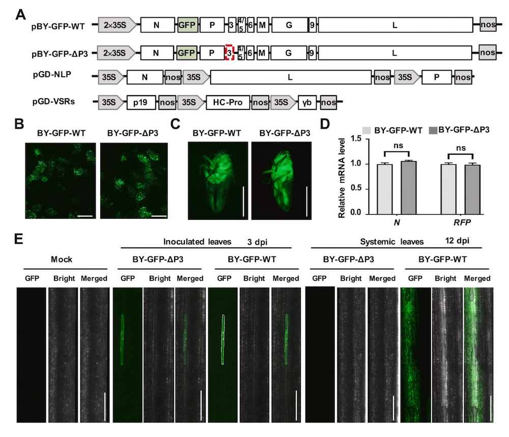 gfp barley plants under LUYOR-3415RG fluorescent protein excitation lamp