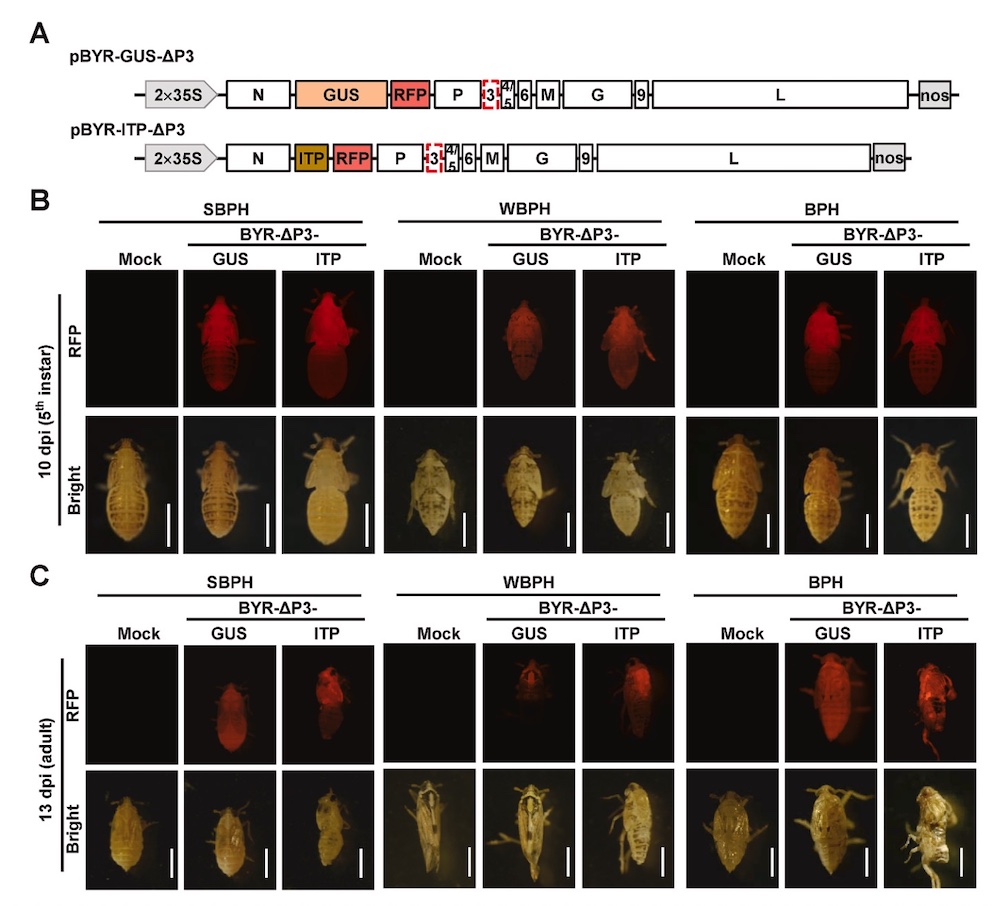 rfp planthoppers