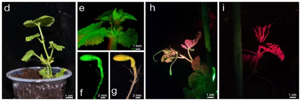 gfp melon under LUYOR-3415RG fluorescent protein excitation lamp