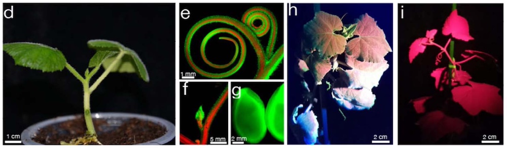 gfp squash under LUYOR-3415RG fluorescent protein excitation lamp