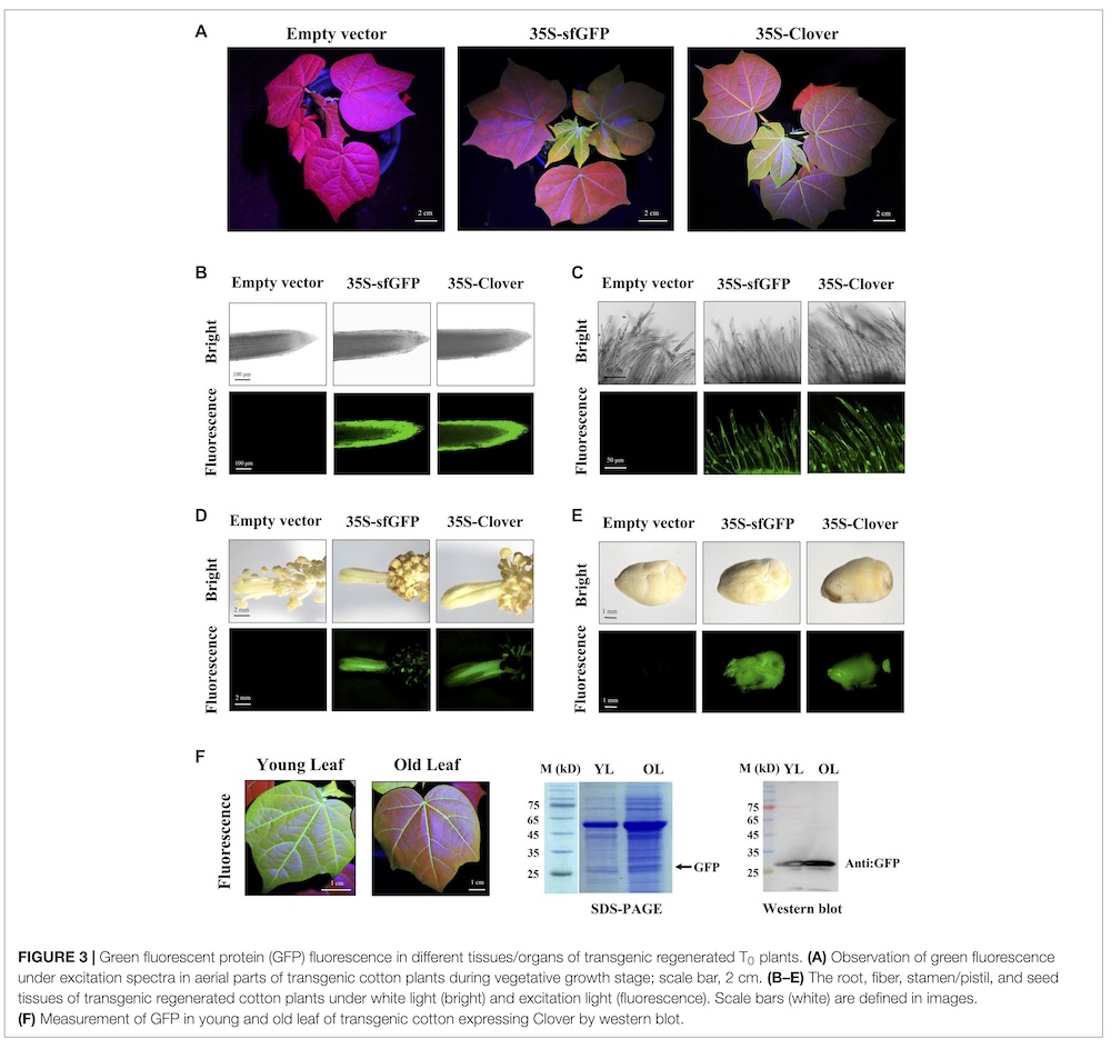 gfp plants under LUYOR-3415RG fluorescent protein excitation lamp