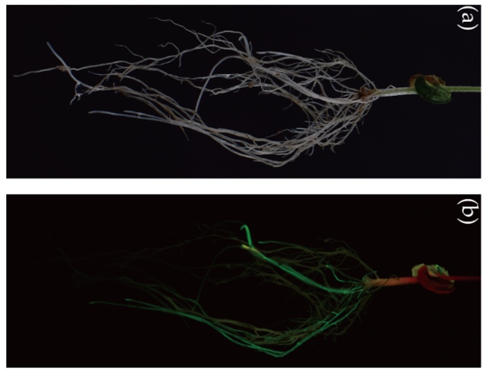 GFP Screening in Soybean Hairy Roots with LUYOR-3415RG