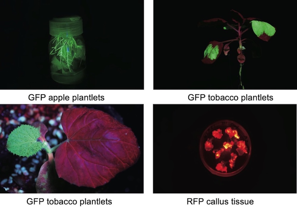 fluorescent protein expression under LUYOR-3280